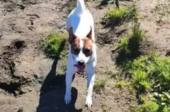 Пропала собака, Рабочая ул. 1, Рыбинск