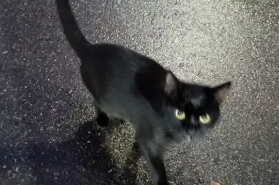 Найдена кошка, Московская область, фото: Кошка найдена в Царёво, МО