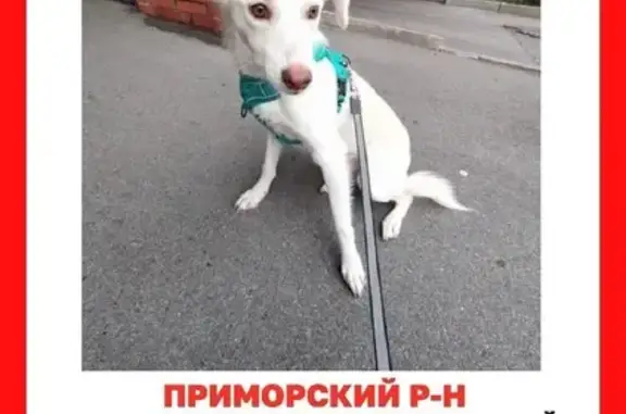 Собаки потеряшки, Санкт-Петербург, фото: Потеряшка собака, Богатырский пр. 7к9, СПб