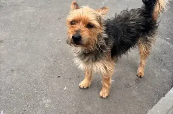 Найдена собака, , фото: Собака найдена на Кооперативной, 1, Зеленодольск