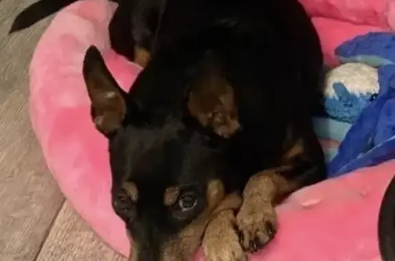 Собаки потеряшки, Санкт-Петербург, фото: Потеряшка собака, пр. Мечникова, СПб