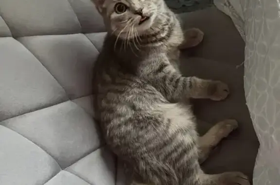 Пропала кошка, 6-й Тюкалинский пр., 21