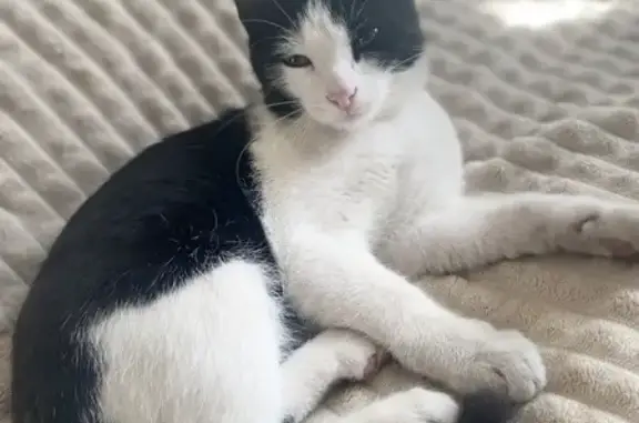 Пропала кошка, ул. Крылова, Кузнецк