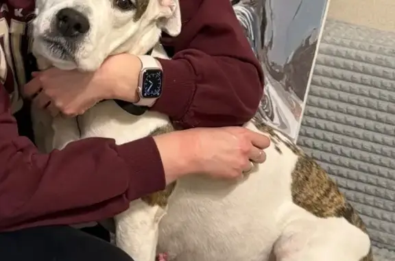 Собаки потеряшки, Екатеринбург, фото: Потеряшка собака, Отрадная 1, Екатеринбург