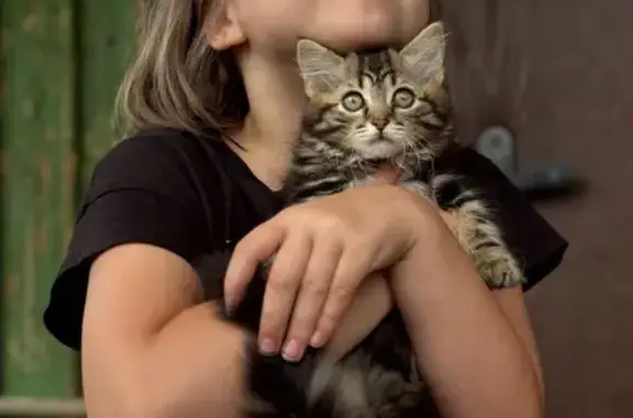 Пропала кошка, Дивногорск, Красноярск