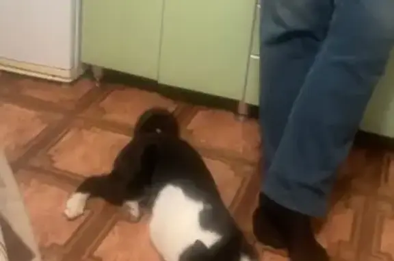 Собаки потеряшки, , фото: Потеряшка собака, Фестивальная ул. 8