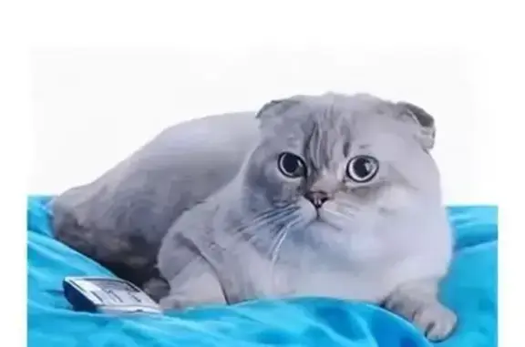 Кошки потеряшки, Брянск, фото: Потеряшка кошка, Ново-Советская 97А, Брянск