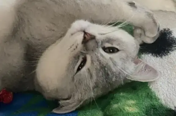 Кошки потеряшки, Сибай, фото: Потеряшка кот Петя, ул. Димитрова 10, Сибай