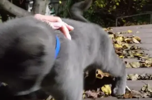 Кошка найдена: Тула, СКУРАТОВО, 72А