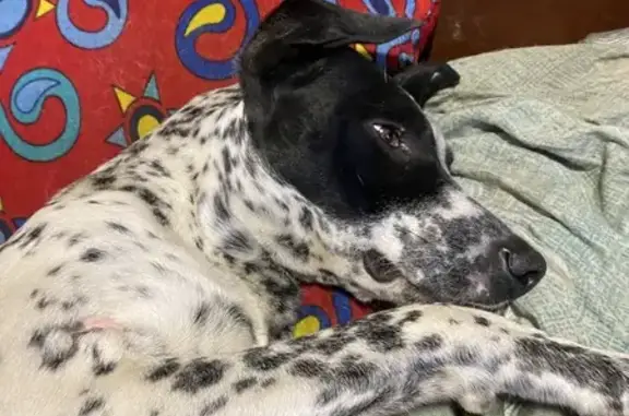 Пропала собака, Волгоград, ул. Центральная, 33