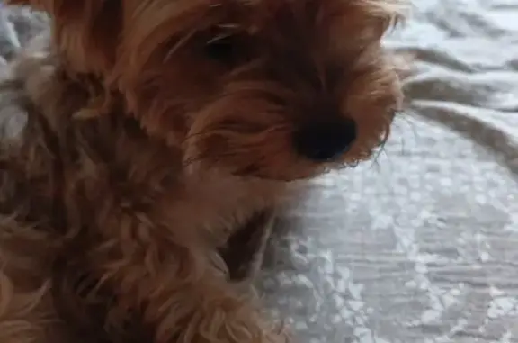 Найдена собака, Тула, фото: Йоркширский терьер найден на Литейной, 36