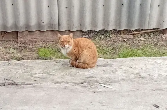 Найдена кошка, Алтайский край, фото: Кошка найдена, Бийск, Алтайский край