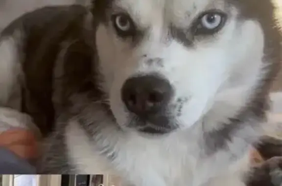 Собаки потеряшки, Новосибирск, фото: Потеряшка хаски, Кедровая ул., Новосибирск