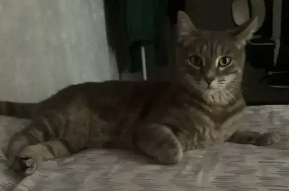 Пропал кот Тимка, пр. Кирова, 69, Ленинск-К.