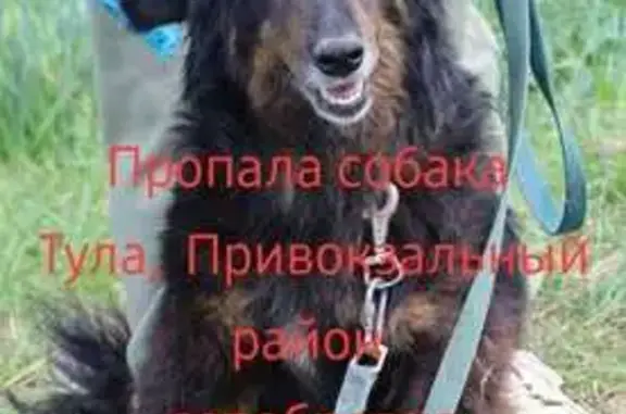 Собаки потеряшки, Тула, фото: Потеряшка собака, ул. Макаренко, 13, Тула