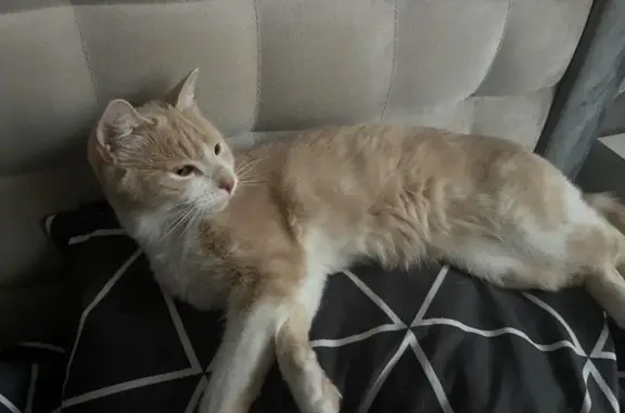 Пропала кошка, ул. Стаханова, 23А, Липецк