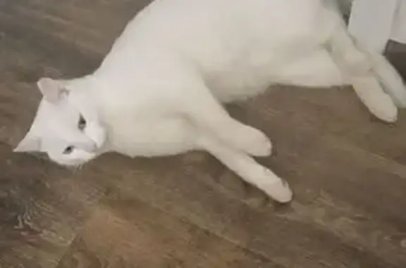 Пропала белая кошка, Пролетарская 97