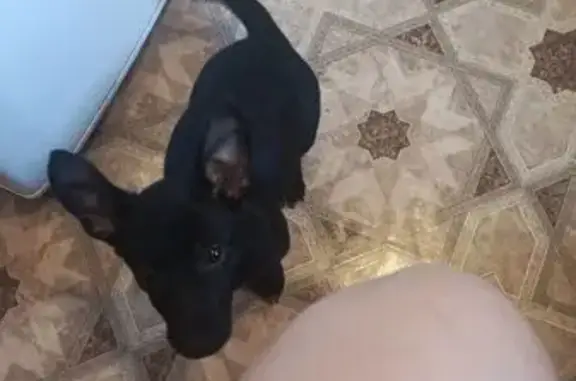 Объявления о пропавших и найденных животных, Новоаннинский, фото: Пропала собака, Советская ул. 94, Новоаннинский