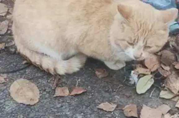 Найдена кошка, Томск, фото: Кот найден, ул. Карла Маркса, Томск