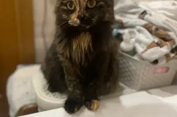 Пропала кошка, Новомосковск, Тульская обл.