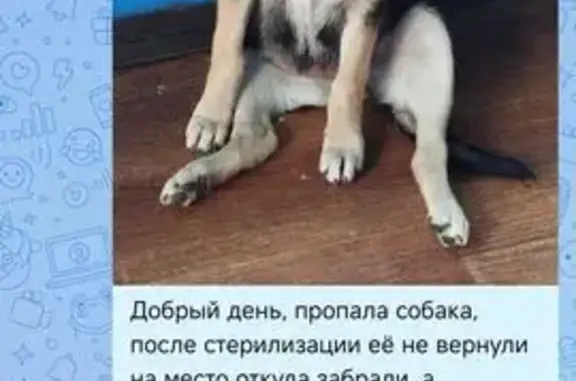 Собаки потеряшки, , фото: Потеряшка собака, ул. Чапаева, Алексеевка