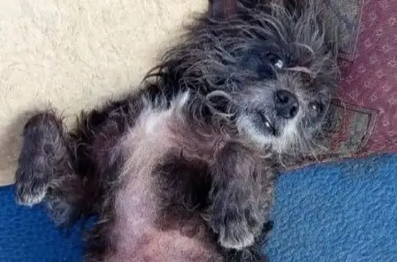 Пропала собака Боник, ул. Мира, Суворовское