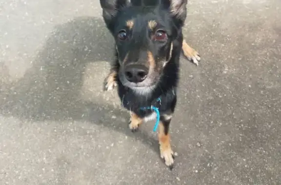 Собаки потеряшки, Нижний Новгород, фото: Потеряшка собака, Таганская 5, Н. Новгород