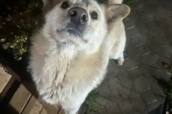 Найдена собака, Завьялово, фото: Собака найдена: Первомайская 70, Завьялово