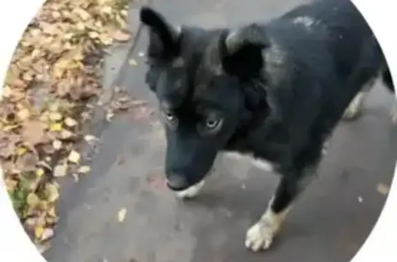 Найдена собака, Одинцово, фото: Найдена собака, Северная ул., Одинцово