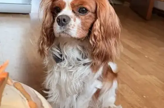 Пропала собака, ул. Иванова 49, Новосиб.