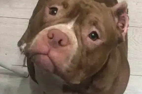 Пропала собака Моня, Шебашёвский пр. 4 к2