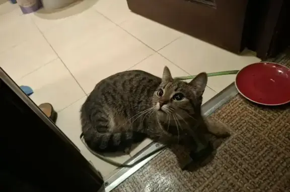 Найдена кошка, Москва, фото: Кошка найдена: ул. Ферсмана, 15, Москва