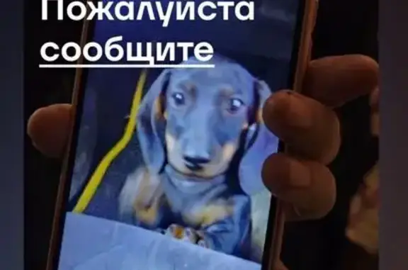 Пропала такса на Одесской улице, 5, Пенза