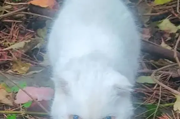 Найдена кошка, Воскресенск, фото: Кошка найдена: 2-й Лесной пер., 4, Воскресенск