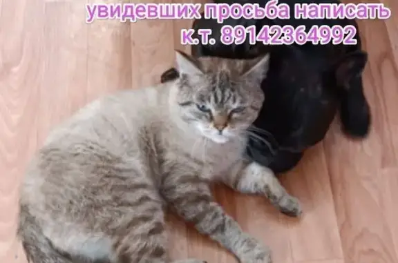 Пропала кошка, Якутск, ул. Алексеева 4/3