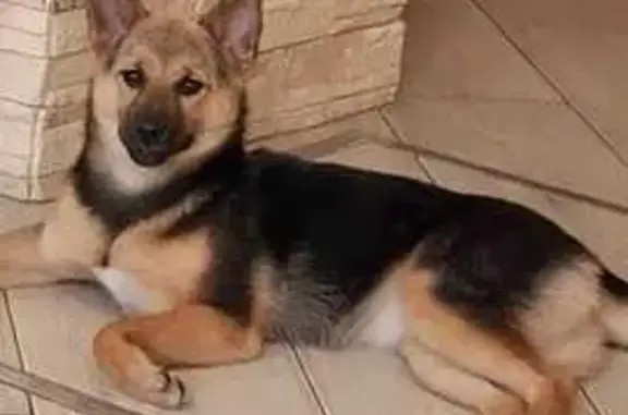 Собаки потеряшки, Тула, фото: Потеряшка собака на Галкина, 4А, Тула