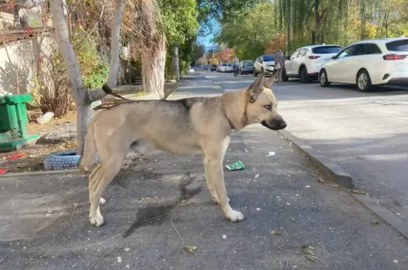 Найдена собака, Волгоград, фото: Собака найдена: ул. Н. Отрады, Волгоград