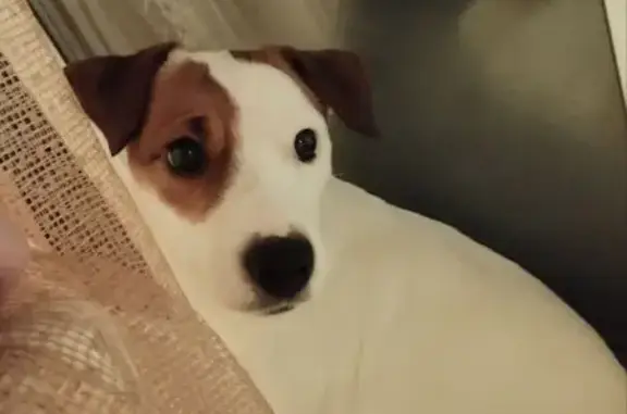 Пропала собака на Окраинной, 69, Орёл