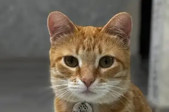 Пропала рыжая кошка, ул. Назырова, Савалеево