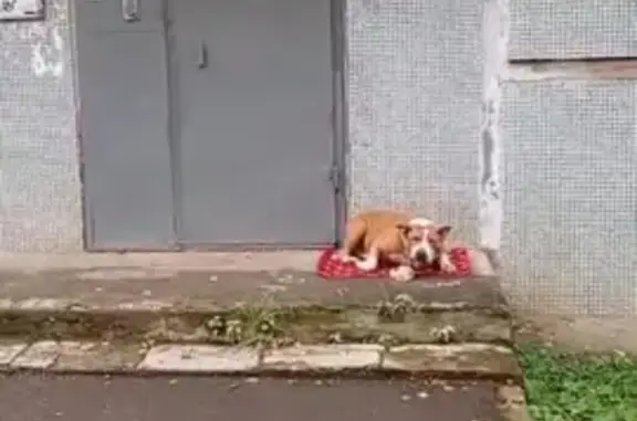 Найдена собака, Кутузовский пр., 9, Домодедово