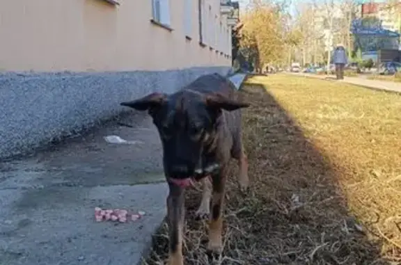 Найдена собака, Новосибирск, фото: Собака найдена: Обогатительная 7, Новосибирск
