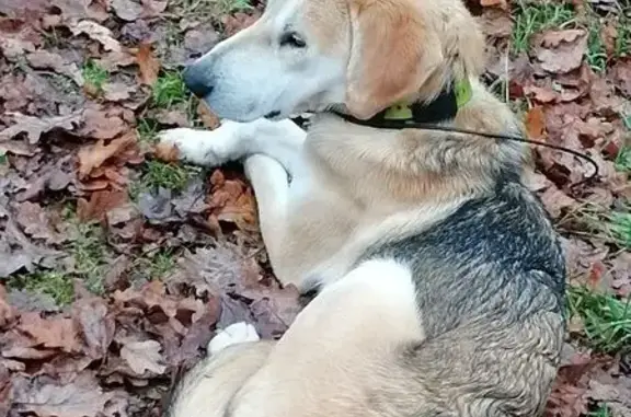 Найдена собака, Владимирская область, фото: Собака найдена у Клязмы, Владимирская обл.