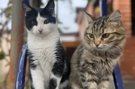 Пропала кошка, Гаражный пер., Шахты