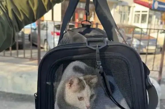 Найдена кошка, Оренбург, Салмышская 41