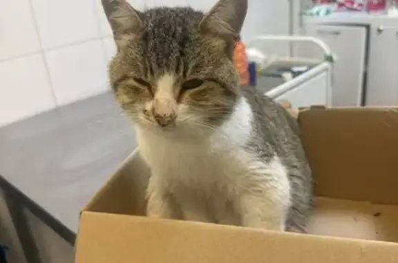 Найдена кошка, Энгельс, фото: Кошка найдена: Энгельс, Золотовская 64