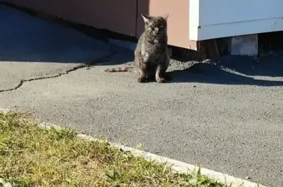 Найдена кошка, Оренбург, фото: Кошка найдена: Уральская 2/16, Оренбург