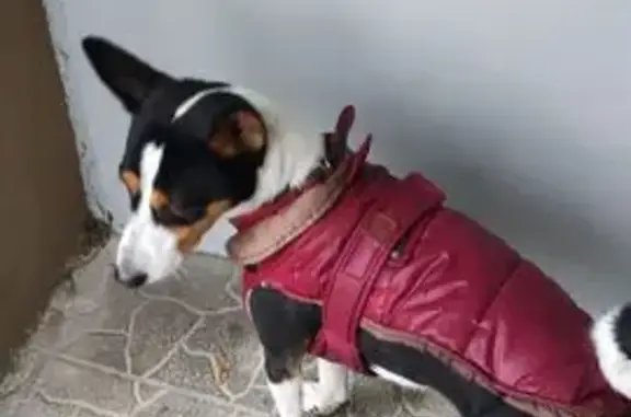 Найдена собака, Минск, фото: Собака найдена на Киселёва, 7, Минск