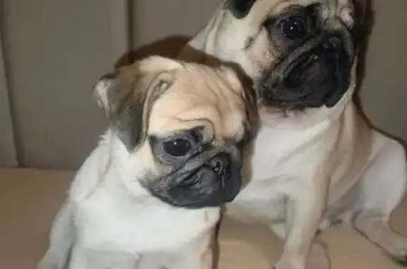 Собаки потеряшки, Старокучергановка, фото: Потеряшкаи мопсы, Бакинская ул., Старокучергановка