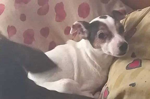 Пропала собака: ул. Островитянова, 34 к2