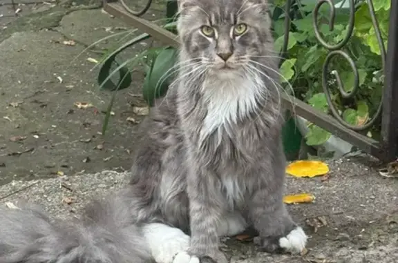 Кошки потеряшки, Сочи, фото: Потеряшка кошка на Политехнической, 4А